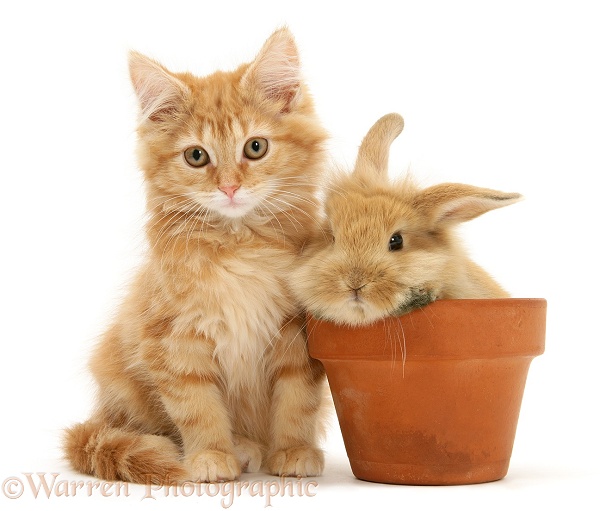Ginger Maine Coon kitten with rabbit in a flowerpot, white background