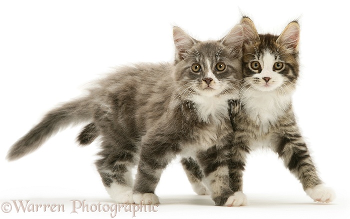 Tabby-and-white Maine Coon kittens, 8 weeks old, walking together, white background