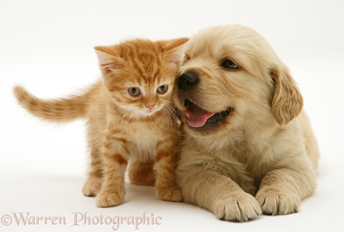 Golden Retriever pup with red spotted British Shorthair kitten, white background