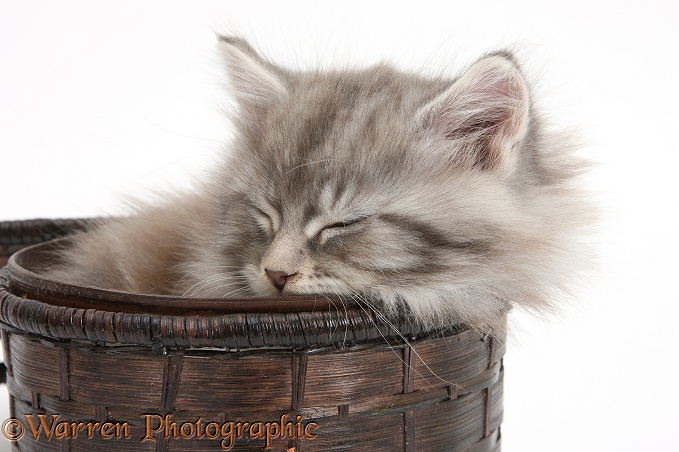 Maine Coon kitten, 7 weeks old, asleep in a basket, white background