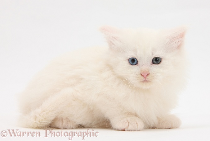 White Maine Coon kitten, 7 weeks old, white background