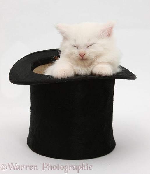 White Maine Coon kitten sleeping in a top hat, white background