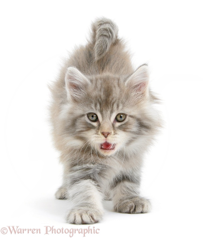 Maine Coon kitten, 7 weeks old, stretching, white background