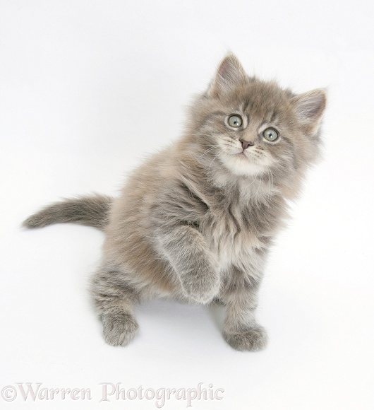 Maine Coon kitten, 7 weeks old, looking up, white background