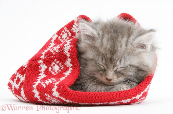 Maine Coon kitten asleep in a Christmas hat, white background