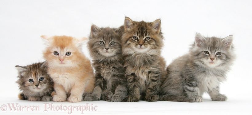 Five Maine Coon kittens, 7 weeks old, white background