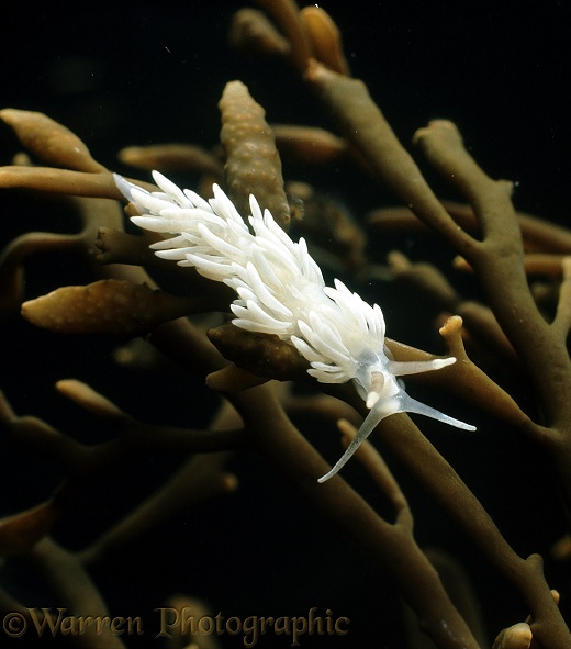 Small white sea slug (family Aeolididae).  Atlantic coasts