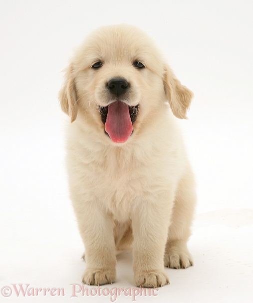 Golden Retriever puppy standing, white background