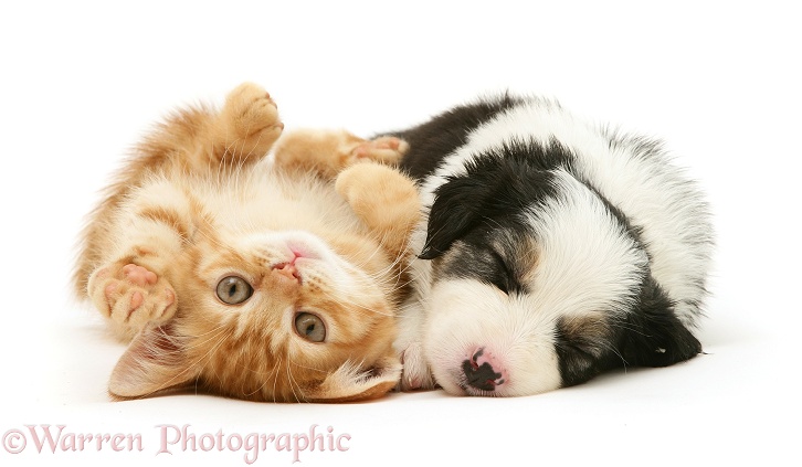 British shorthair red spotted kitten with sleepy tricolour Border Collie pup, both 5 weeks old, white background