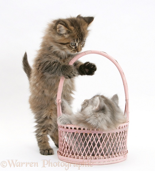 Maine Coon kittens, 7 weeks old, playing with a basket, white background