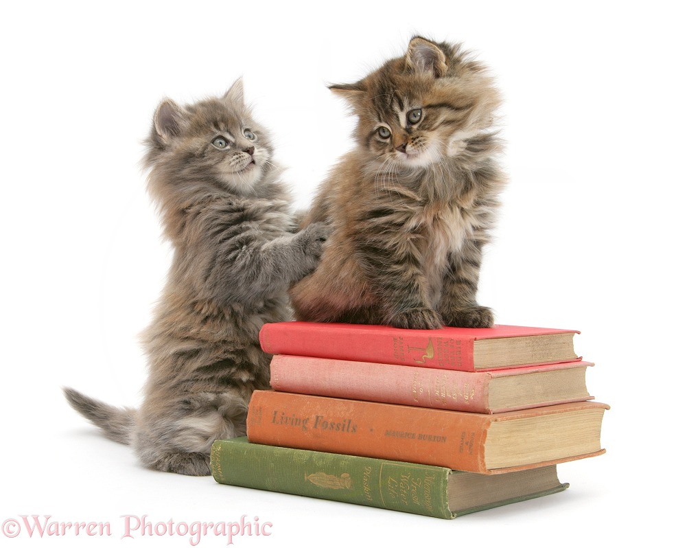 Maine Coon kittens playing on a stack of books, white background