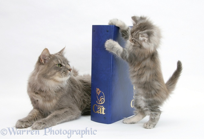 Maine Coon mother cat, Serafin, and kitten with 'Your Cat' binder, white background