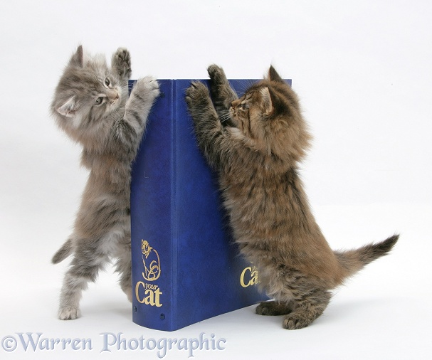 Maine Coon kittens with 'Your Cat' binder, white background