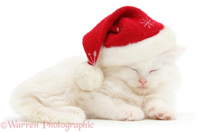 White Maine Coon kitten asleep wearing a Father Christmas hat, white background
