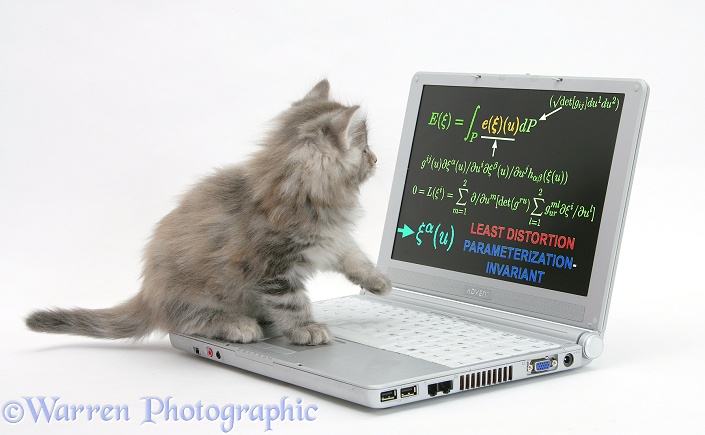 Maine Coon kitten playing with a laptop computer, white background