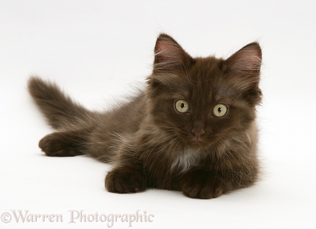 Chocolate Persian-cross kitten, lying with head up, white background