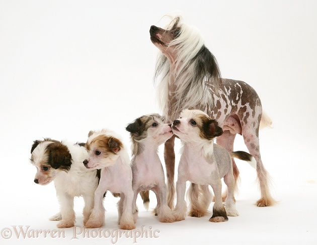 Naked Chinese Crested bitch with her four pups, three Naked and one Powderpuff, white background