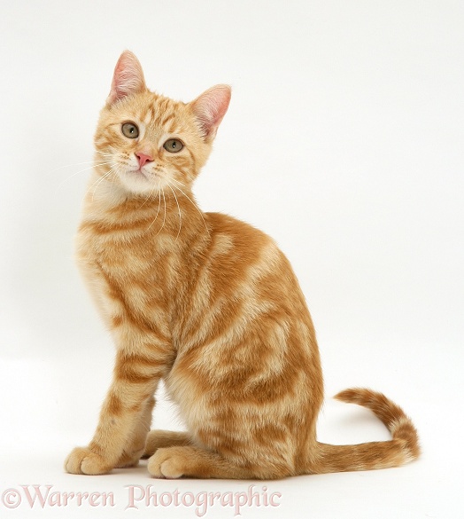 Ginger kitten, Benedict, 4 months old, sitting, white background