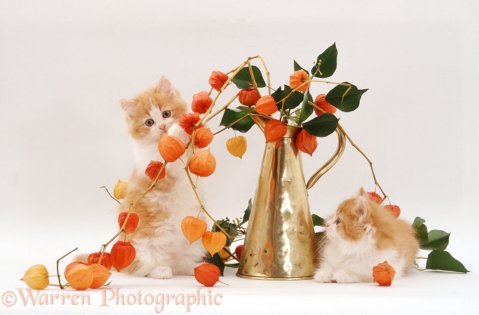 Two fluffy ginger-and-white kittens with Chinese lanterns and brass jug, white background