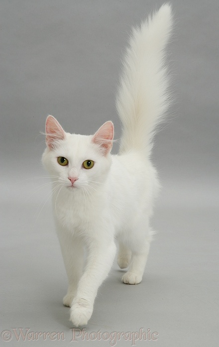 White cat walking forward
