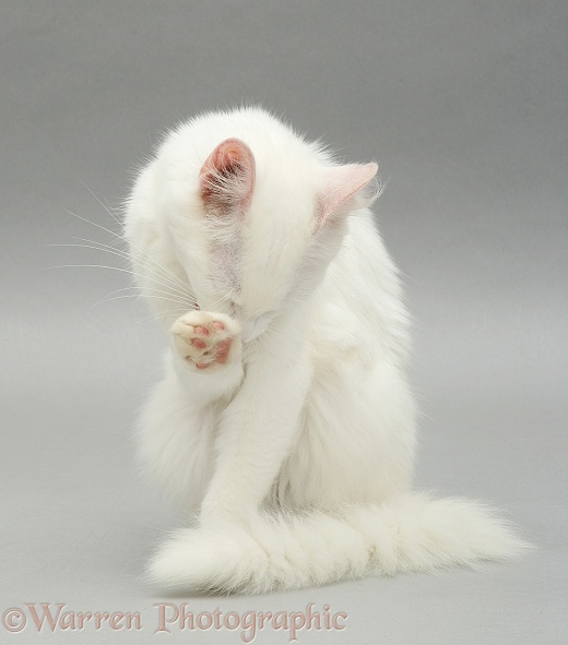 White cat washing itself photo WP18555
