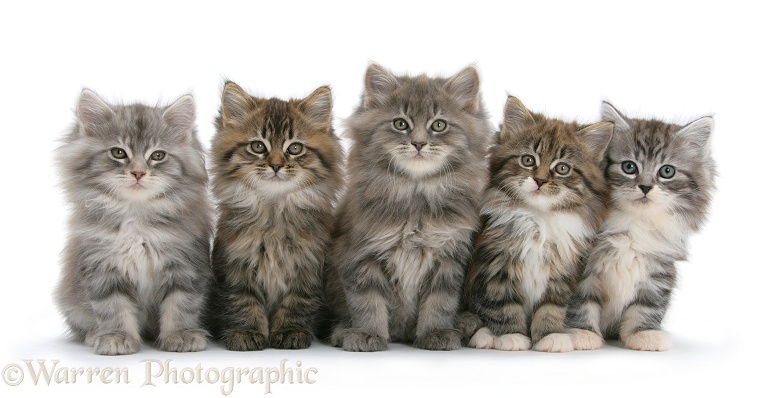 Five Maine Coon kittens, 8 weeks old, white background