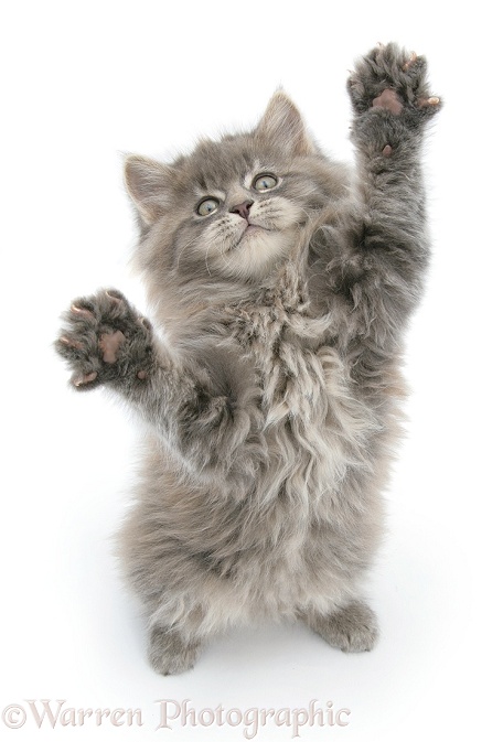 Maine Coon kitten, 8 weeks old, standing up, with paws outstretched, white background