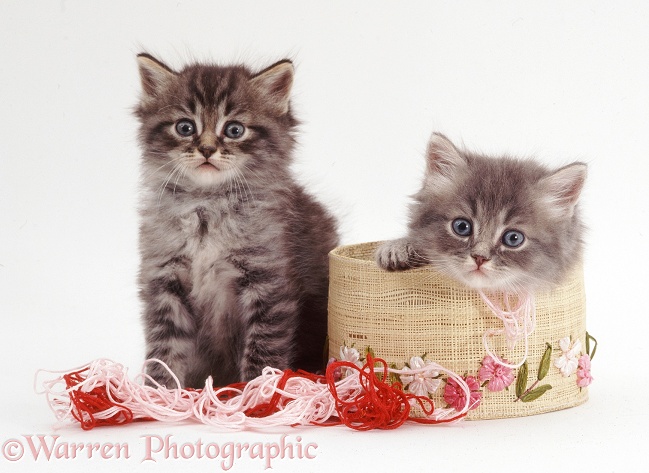 Two fluffy tabby kittens (Mandarin x Mandy) have been playing with embroidery silks, white background