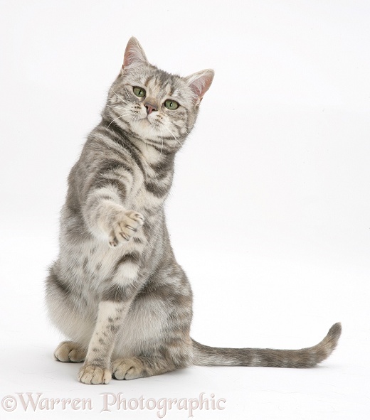 Tabby cat Cynthia with paw up, white background