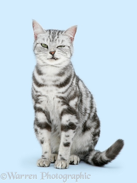 Silver tabby cat, Zelda, making a funny face, white background