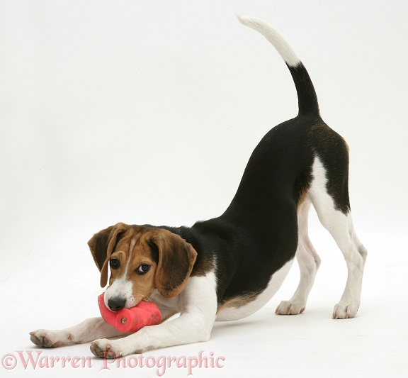 Beagle pup in play-bow with toy, white background