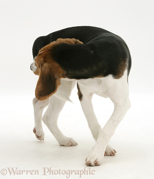 Beagle pup has caught her tail, white background