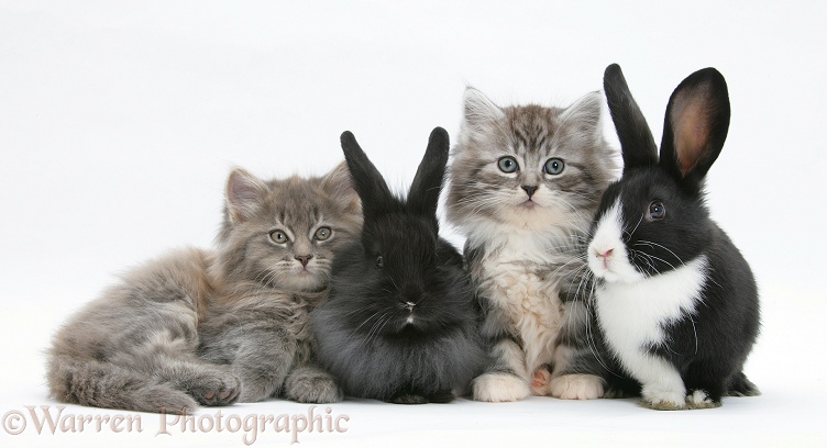 Maine Coon kittens, 8 weeks old, with baby Dutch x Lionhead rabbits, white background