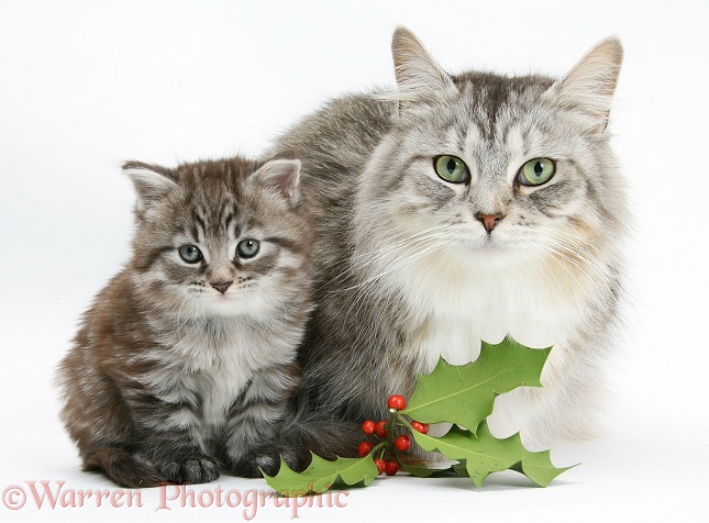 Maine Coon cat, Bambi, and kitten, Goliath, with holly berries, white background