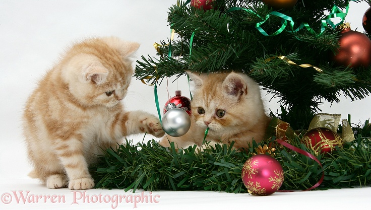 Ginger kittens playing with a Christmas tree, white background