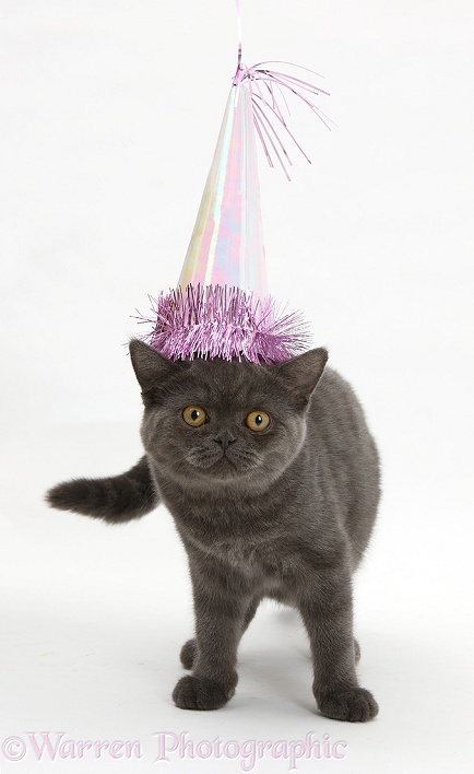 Grey kitten wearing a birthday party hat, white background