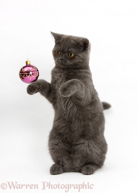 Grey kitten playing with Christmas bauble, white background