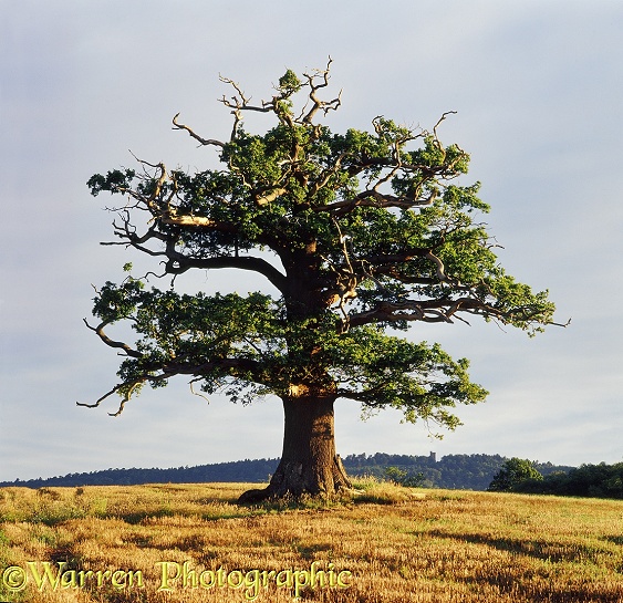English Oak (Quercus robur) - Summer (28-6-2007).  Surrey, England