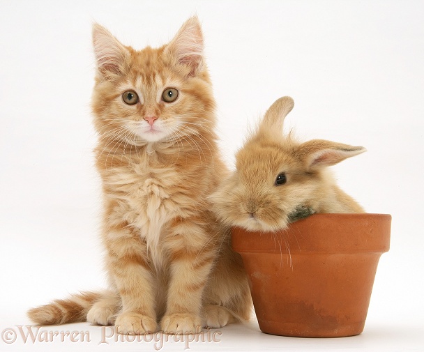 Ginger Maine Coon kitten with rabbit in a flowerpot, white background