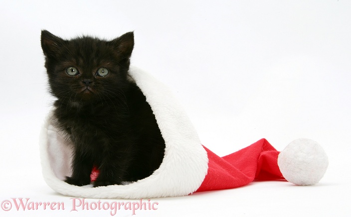 Black kitten in a Father Christmas hat, white background