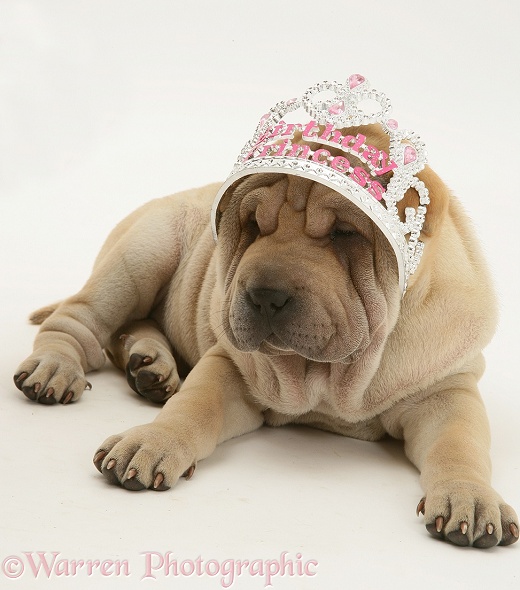 Shar-pei pup, Beanie, wearing a birthday tiara, white background