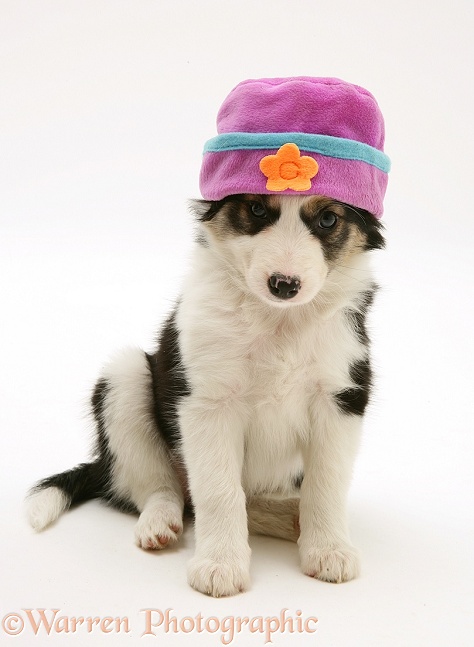 Border Collie puppy with fleecy hat on, white background