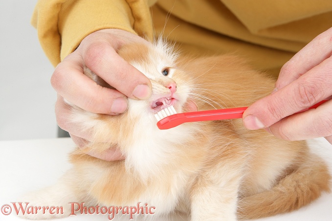 Brushing the teeth of a ginger Maine Coon kitten, white background