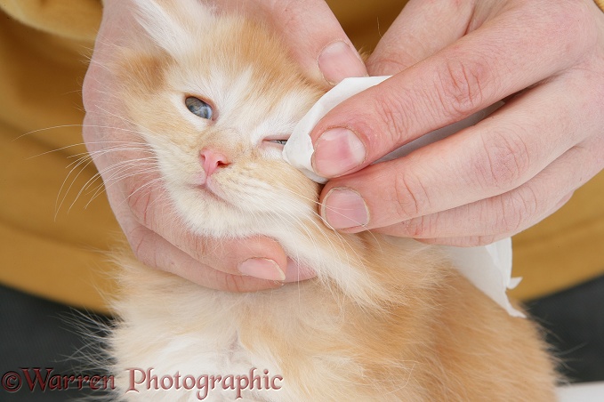 Wiping the eye of a ginger Maine Coon kitten, white background