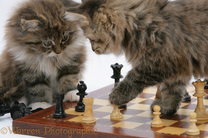 Maine Coon kittens playing chess, white background