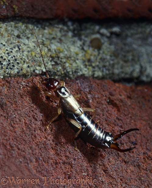 Common Earwig (Forficula auricularia) male climbing a wall at night