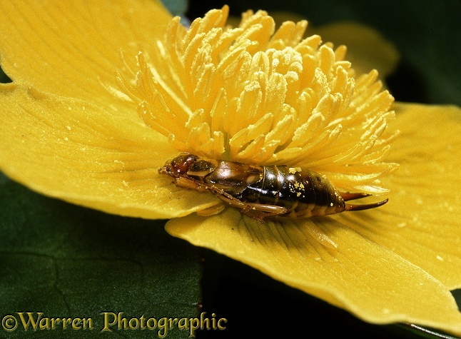 Common Earwig (Forficula auricularia) female sheltering in a Kingcup flower