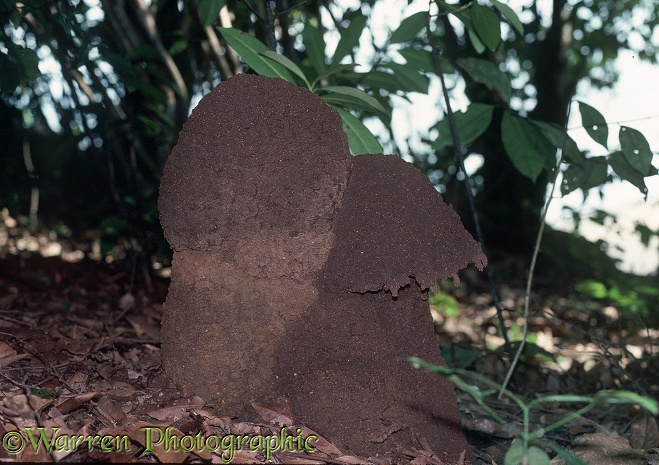 Rainforest termitaria.  West Africa