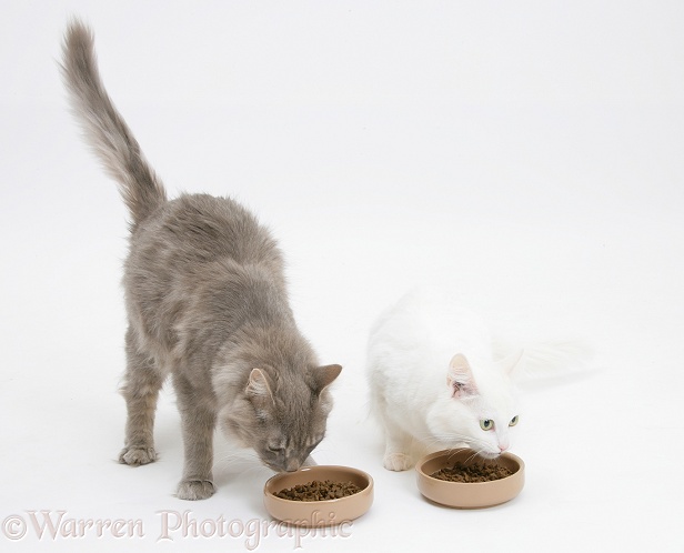Maine Coon female cats, Serafin and Melody, eating dry food from bowls, white background