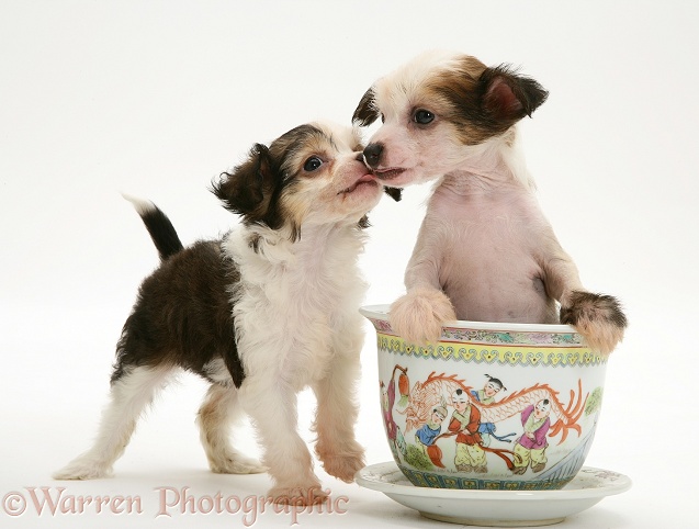 Puff and naked Chinese Crested pups in a Chinese pot, white background